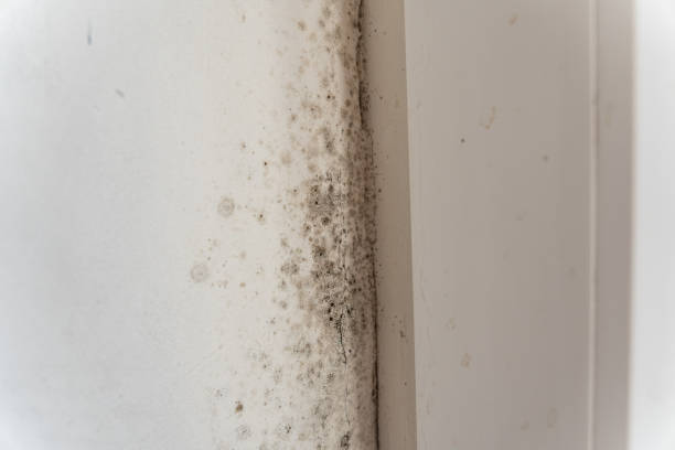 Best Residential Mold Inspection & Testing  in Browns Lake, WI