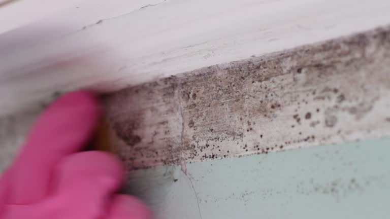 Best Basement Mold Removal  in Browns Lake, WI